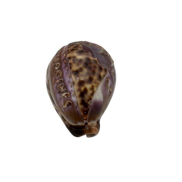Hand-Carved Purple Tiger Cowrie Shell With Beach Scene From Philippines 3" Long - Picture 6 of 6